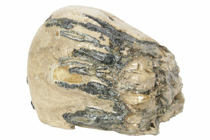 Partial Southern Mammoth Molar - Hungary #235256